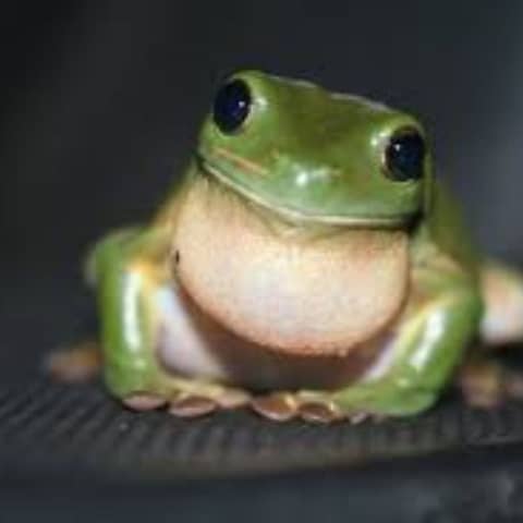 S6 E7: It's Not Easy Being Green: The Story of Frog Fungal Disease