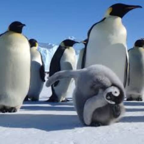 S6 E8: 100 Seconds to Midnight: The Story of the Sixth Mass Extinction