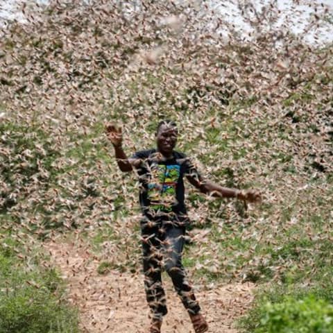 The Locust Outbreak and Biblical Prophecy