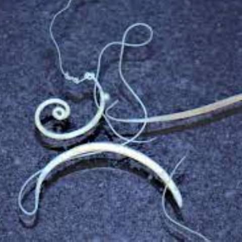 S8 E1: The Worms Crawl In: The Story of Whipworm (feat Sweet Pea)