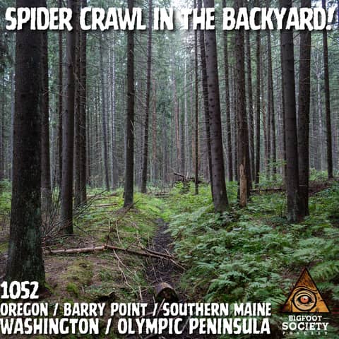 Spider Crawl Bigfoot in the Backyard!