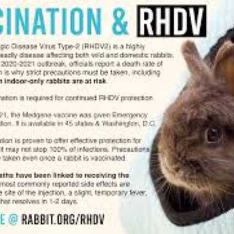 S6 E4: Little Bunny Foo Foo: The Story of Rabbit Hemorrhagic Disease Virus