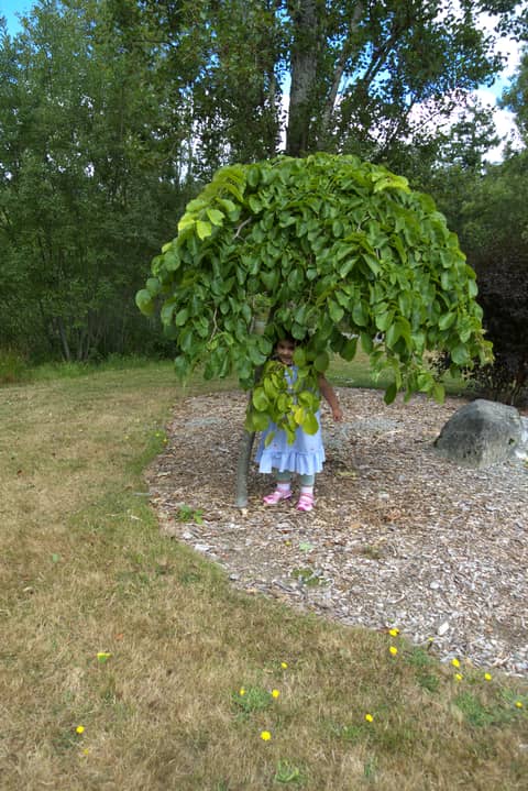 The Bonsai Tree - On Nature and How We Grow