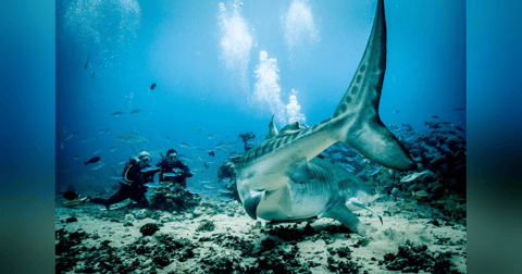 Living with Sharks: Colleen McKinnel on the intensity and magic of a tiger shark dive in Fiji Living with Sharks: Colleen McKinnel on the intensity and magic of a tiger shark dive in Fiji