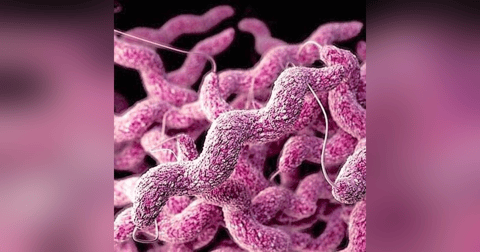 S5 E7: That's a Little Campy: The Story of Campylobacter S5 E7: That's a Little Campy: The Story of Campylobacter