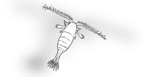 The Copepod The Copepod