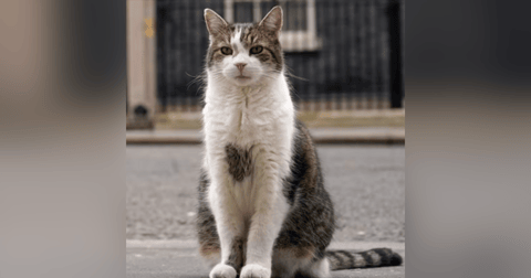 Meet Larry the Cat, Britain's Unofficial Political Mascot Meet Larry the Cat, Britain's Unofficial Political Mascot