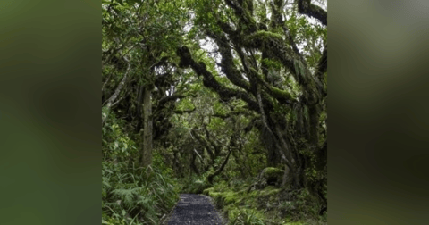 Historias de Miedo Agosto 5 2021 LOS CHANEQUES Historias de Miedo Agosto 5 2021 LOS CHANEQUES