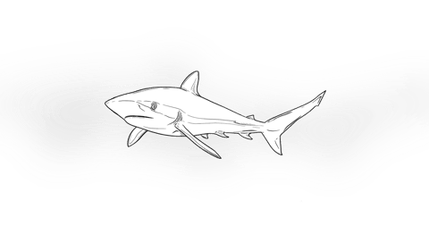 The Silky Shark The Silky Shark