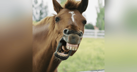 Historias de Miedo Agosto 1 de 2022 CARA DE CABALLO Historias de Miedo Agosto 1 de 2022 CARA DE CABALLO