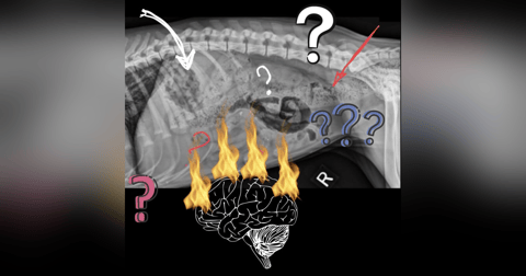 8 Secrets that radioligists use to make them better than us at interpreting X-rays. 8 Secrets that radioligists use to make them better than us at interpreting X-rays.