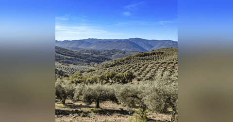 Reportajes en Es la Mañana: Expropian olivos en Jaén para instalar placas solares Reportajes en Es la Mañana: Expropian olivos en Jaén para instalar placas solares