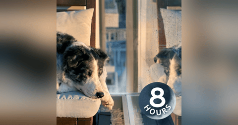 Rain Sounds to Soothe Your Dog | 8 Hour Rain White Noise Rain Sounds to Soothe Your Dog | 8 Hour Rain White Noise
