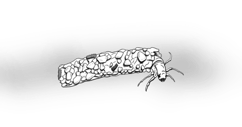 The Caddis Fly The Caddis Fly