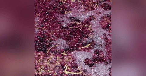 Episode 54-Carbonic Maceration, Technology In Wine, Wine Facts You Don't Need To Know Episode 54-Carbonic Maceration, Technology In Wine, Wine Facts You Don't Need To Know