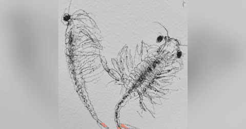 The Fairy Shrimp The Fairy Shrimp