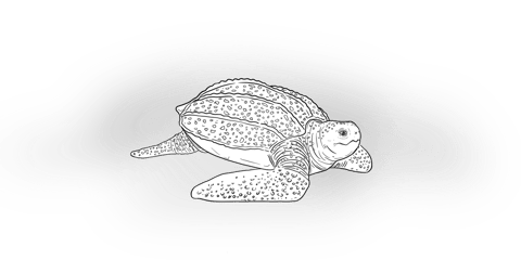 The Leatherback Turtle The Leatherback Turtle
