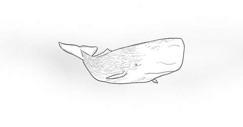 The Sperm Whale The Sperm Whale