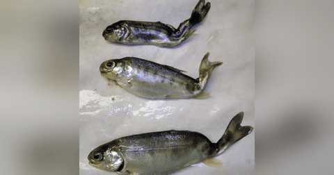 S6 E8: We All Go Around in Circles: The Story of Whirling Diease S6 E8: We All Go Around in Circles: The Story of Whirling Diease