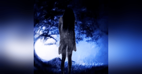 La Bruja Del Árbol De 6 Brazos Historias De Terror - REDE La Bruja Del Árbol De 6 Brazos Historias De Terror - REDE