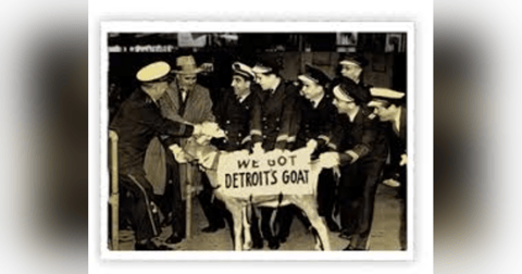 BEST OF (#47 OF 503) THE CURSE OF THE BILLY GOAT BEST OF (#47 OF 503) THE CURSE OF THE BILLY GOAT