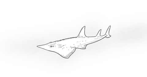 The White Spotted Wedgefish The White Spotted Wedgefish