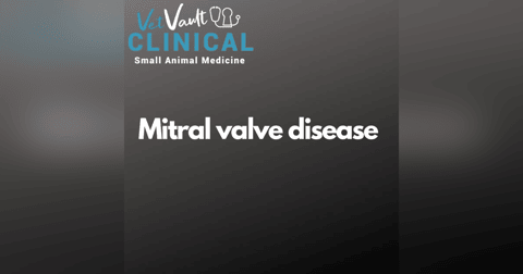Mitral valve disease update, with Dr Clint Yudelman Mitral valve disease update, with Dr Clint Yudelman