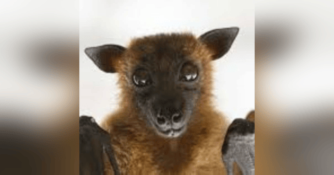S6 E5: Have You Gone Batty? The Story of Bats, Disease and the Environment S6 E5: Have You Gone Batty? The Story of Bats, Disease and the Environment
