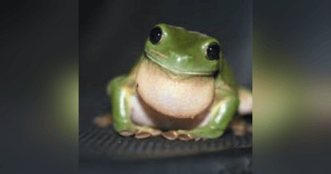 S6 E7: It's Not Easy Being Green: The Story of Frog Fungal Disease S6 E7: It's Not Easy Being Green: The Story of Frog Fungal Disease