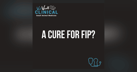 A cure for FIP. With Dr Dave Collins. A cure for FIP. With Dr Dave Collins.