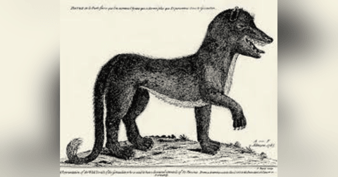THE BEAST OF GEVAUDAN THE BEAST OF GEVAUDAN