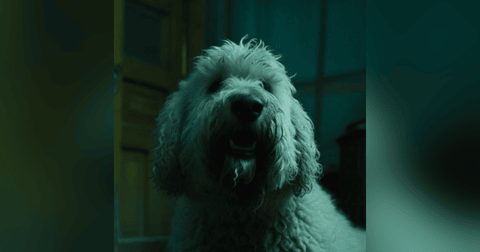 Recopilación De Animales Actuando Extraño Historias De Terror - REDE Recopilación De Animales Actuando Extraño Historias De Terror - REDE