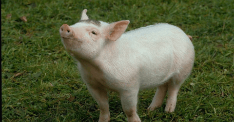 Midweek Mention... Babe Midweek Mention... Babe