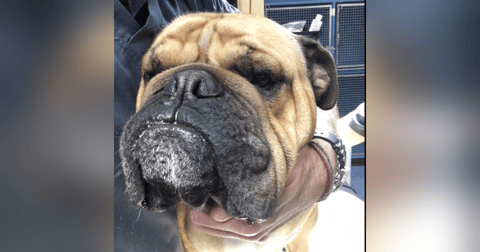 Peri-operative management of brachycephalic dogs, with Dr Bronwyn Fullagar and Dr Mark Tenenbaum. Peri-operative management of brachycephalic dogs, with Dr Bronwyn Fullagar and Dr Mark Tenenbaum.