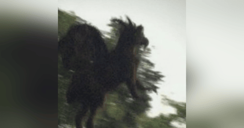 Historias de Miedo Noviembre 8 de 2023 UN SER ALADO Historias de Miedo Noviembre 8 de 2023 UN SER ALADO