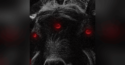 Comportamiento Extraños En Animales Historias De Terror - REDE Comportamiento Extraños En Animales Historias De Terror - REDE