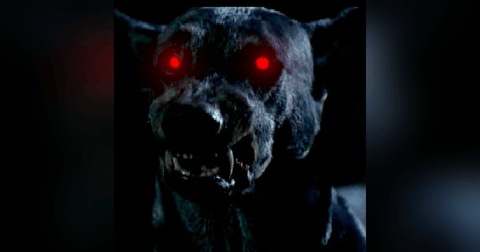 Mi Perro Percibe A Un Demonio Historias De Terror - REDE Mi Perro Percibe A Un Demonio Historias De Terror - REDE