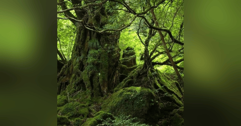 Historias de Miedo Enero 11 de 2022 UN DUENDE EN PERÚ Y SUEÑOS PREMONITORIOS Historias de Miedo Enero 11 de 2022 UN DUENDE EN PERÚ Y SUEÑOS PREMONITORIOS