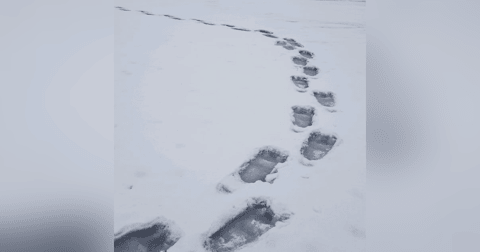 S9 : Sasquatch: An Unwelcomed Discovery - Part Two S9 : Sasquatch: An Unwelcomed Discovery - Part Two