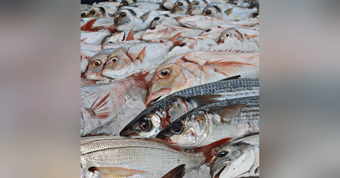 Recetuits: Pescaderías coruñesas, el Capitán Agallas y todo lo que hay que saber sobre el pescado Recetuits: Pescaderías coruñesas, el Capitán Agallas y todo lo que hay que saber sobre el pescado