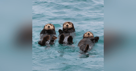 Saving California: How 30x30 Is Growing the Conservation Movement in the Golden State Saving California: How 30x30 Is Growing the Conservation Movement in the Golden State