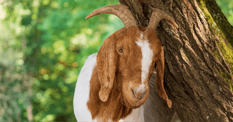 Midweek Mention... The Men Who Stare At Goats Midweek Mention... The Men Who Stare At Goats