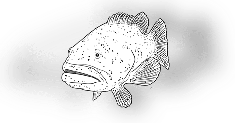 The Goliath Grouper The Goliath Grouper