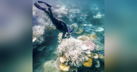 Coral Sea Heat Hits Record Highs: Great Barrier Reef at Risk Coral Sea Heat Hits Record Highs: Great Barrier Reef at Risk