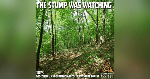 A Northern Wisconsin Landowner Describes The Creature Watching Him Build In The Woods A Northern Wisconsin Landowner Describes The Creature Watching Him Build In The Woods