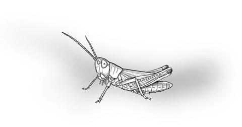 The Meadow Grasshopper The Meadow Grasshopper