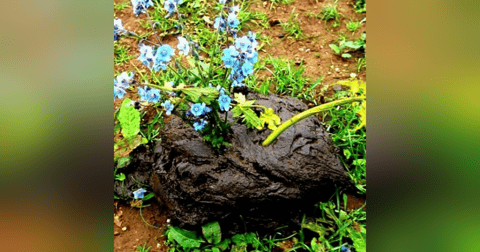 SoberNotMature - Episode 74 (Planting Flowers In The Turds) SoberNotMature - Episode 74 (Planting Flowers In The Turds)