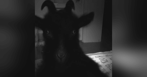 BRUJERÍA Hecha Por Una SECTA Historias De Terror - REDE BRUJERÍA Hecha Por Una SECTA Historias De Terror - REDE