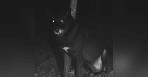 Mi Amigo Chancho Es Un NAHUAL Historias De Terror - REDE Mi Amigo Chancho Es Un NAHUAL Historias De Terror - REDE