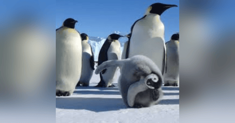 S6 E8: 100 Seconds to Midnight: The Story of the Sixth Mass Extinction S6 E8: 100 Seconds to Midnight: The Story of the Sixth Mass Extinction